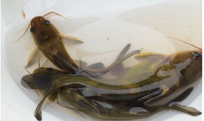 鲜美岩团_好吃的水蜂子销售_双流县应敏水产批发部