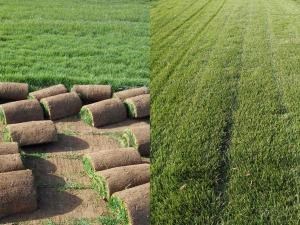江苏草坪自动喷灌系统_绿化其他农业用具系统