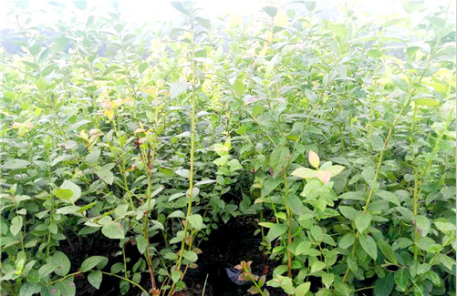 供应产品 蓝莓种苗即蓝莓果树,蓝莓果树栽培起源于美国