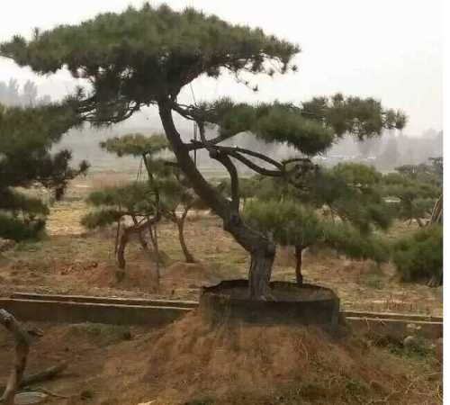 造型黑松