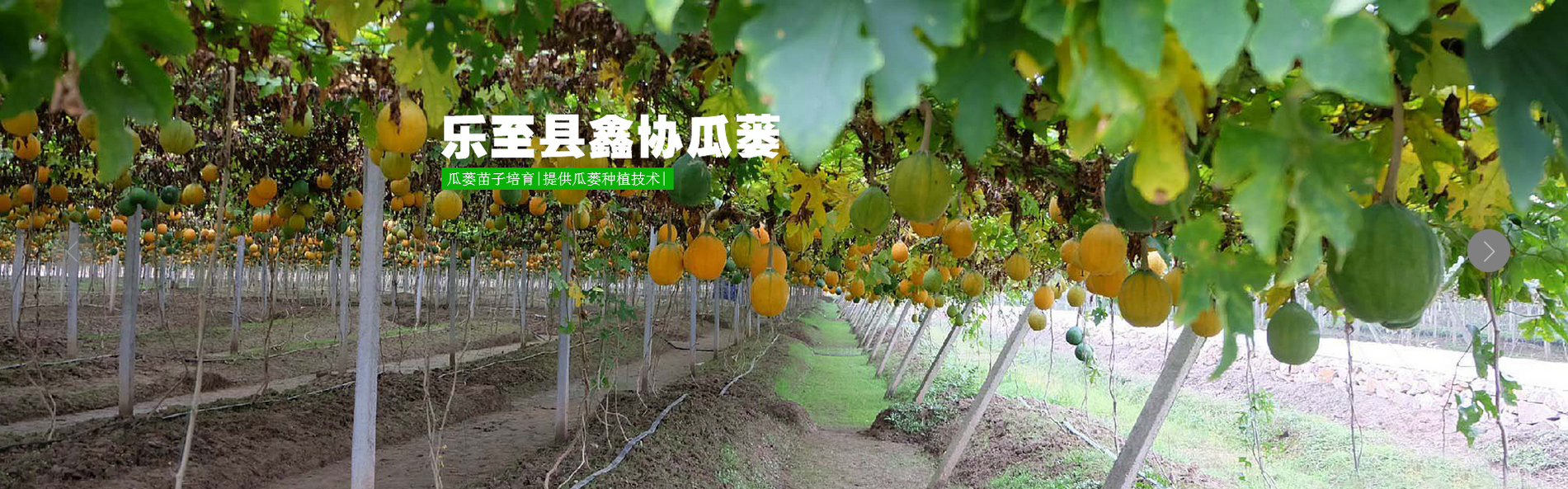 黄精种苗价格 自贡鑫协瓜蒌位置 乐至县鑫协中药材专业合作社