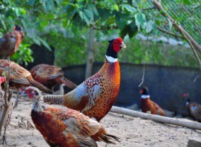 观赏鸡品种_养殖禽蛋