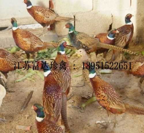 绿壳蛋鸡 专业野鸡苗出售 江苏富达生态农业有限公司
