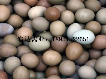 绿壳蛋鸡养殖技术视频_华夏玻璃网