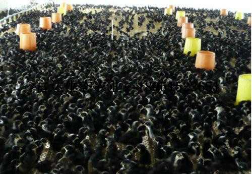 芦花鸡如何饲养-优质鸭苗-江苏富达生态农业有限公司