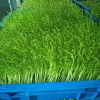 不锈钢芽苗菜生产线/豆芽水洗机/青州市迪生自动化设备有限公司