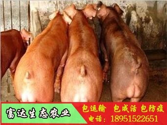 今日仔猪价格-纯种绿壳蛋鸡苗-江苏富达生态农业有限公司