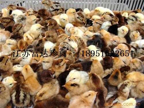 散养土鸡苗价格-珍珠鸡怎么养殖-江苏富达生态农业有限公司