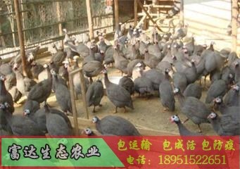 大火鸡/哪里有仔猪多少钱一斤/江苏富达生态农业有限公司