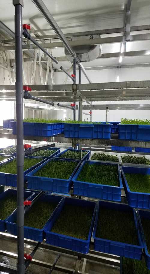 小型芽苗机厂家-大型智能豆芽机-青州市迪生自动化设备有限公司