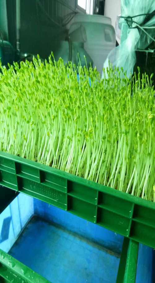 购买芽苗机 生产豆芽机 青州市迪生自动化设备有限公司