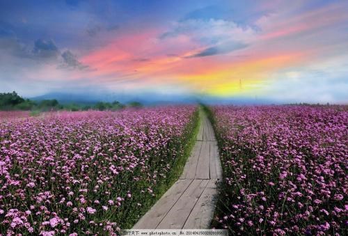 红袖夜来香联系方式_红牡丹嫁接_给力花卉世界