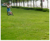 伐木价格-西安道路绿化养护工程-西安市浐灞生态区松柏园艺绿化服务部