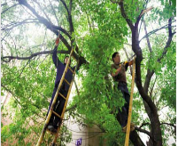 浐灞区伐树-伐木联系电话-西安市浐灞生态区松柏园艺绿化服务部